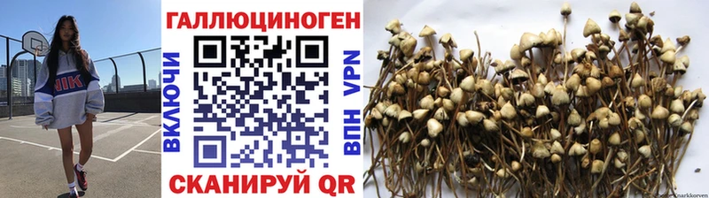 Купить где  Гай  Галлюциногенные грибы MAGIC MUSHROOMS 